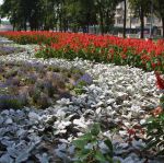 Сквер на Советской площади. Цветы