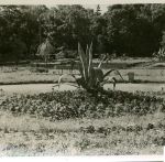 Ботанический сад. 30-е годы